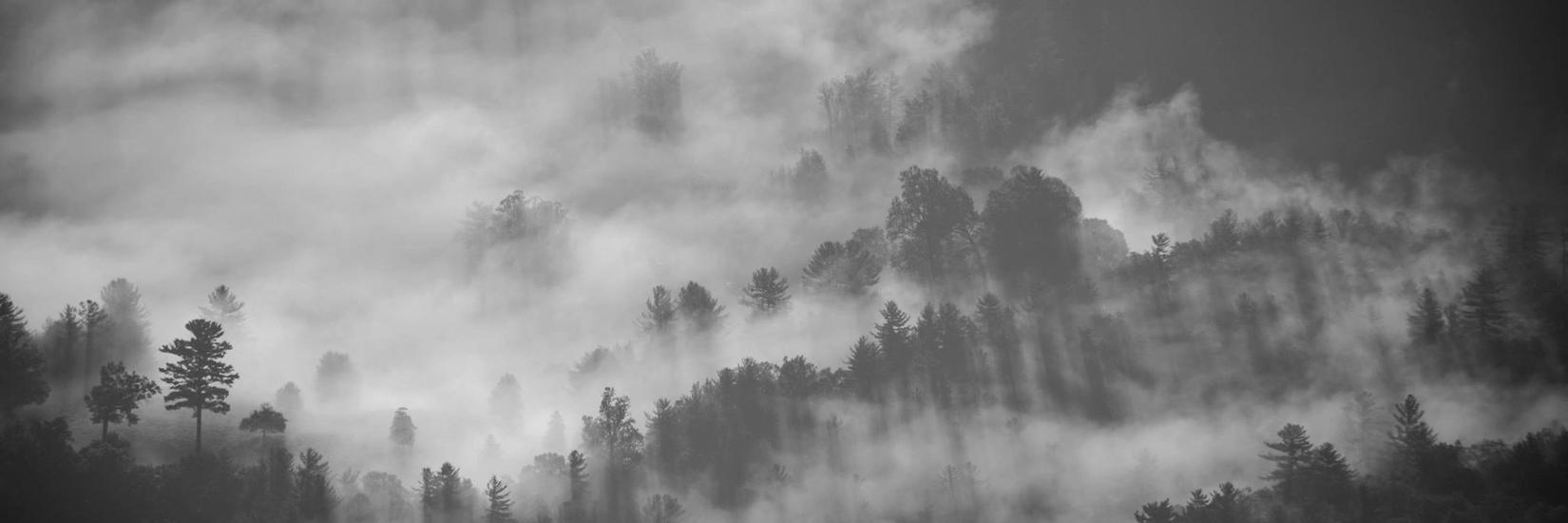 Pine trees on a hillside in the mist